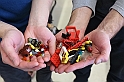 LEGO mattoncini in festa_001